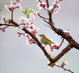 Our Spring Adventure List!