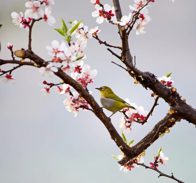 Our Spring Adventure List!